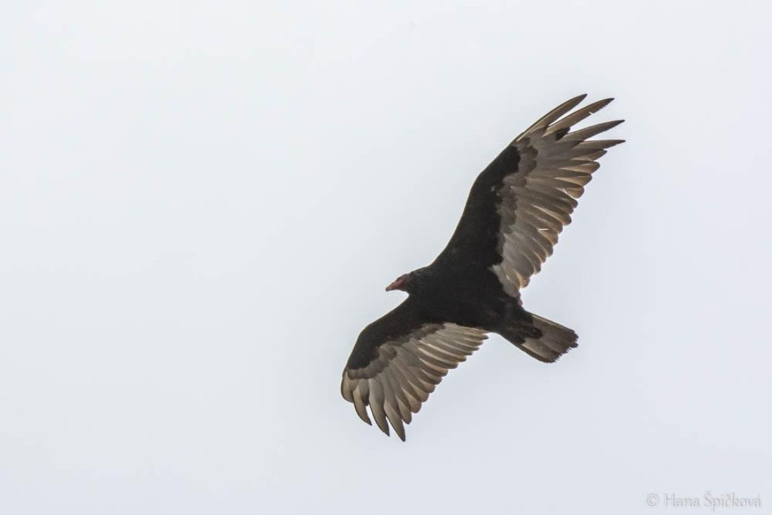 HDS25-26, Day 16, _DSC8813 © Hana Spickova - Oceanwide Expeditions.jpg