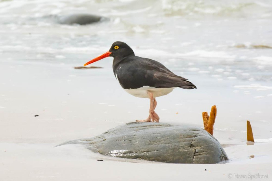 HDS25-26, Day 16, _DSC8824 © Hana Spickova - Oceanwide Expeditions.jpg