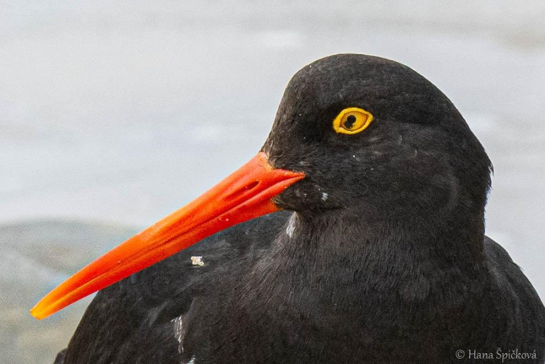 HDS25-26, Day 16, _DSC8832 © Hana Spickova - Oceanwide Expeditions.jpg