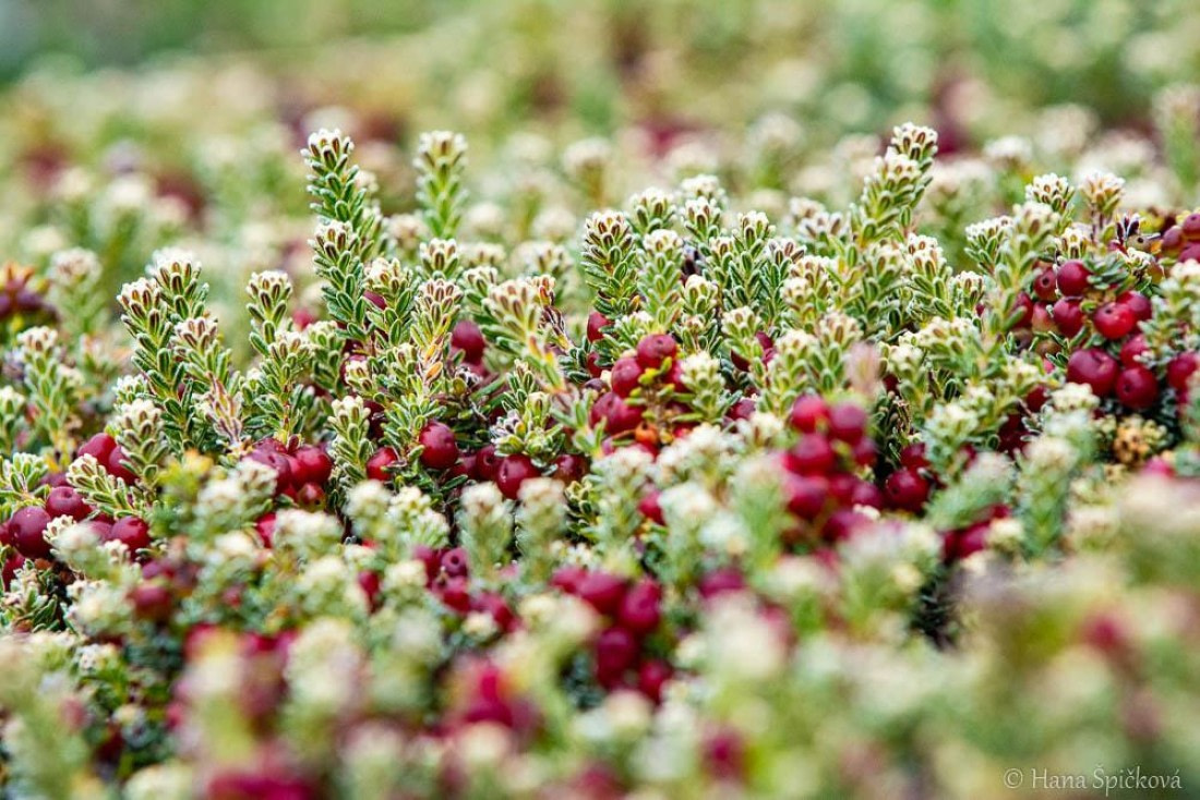 HDS25-26, Day 16, _DSC8841 © Hana Spickova - Oceanwide Expeditions.jpg