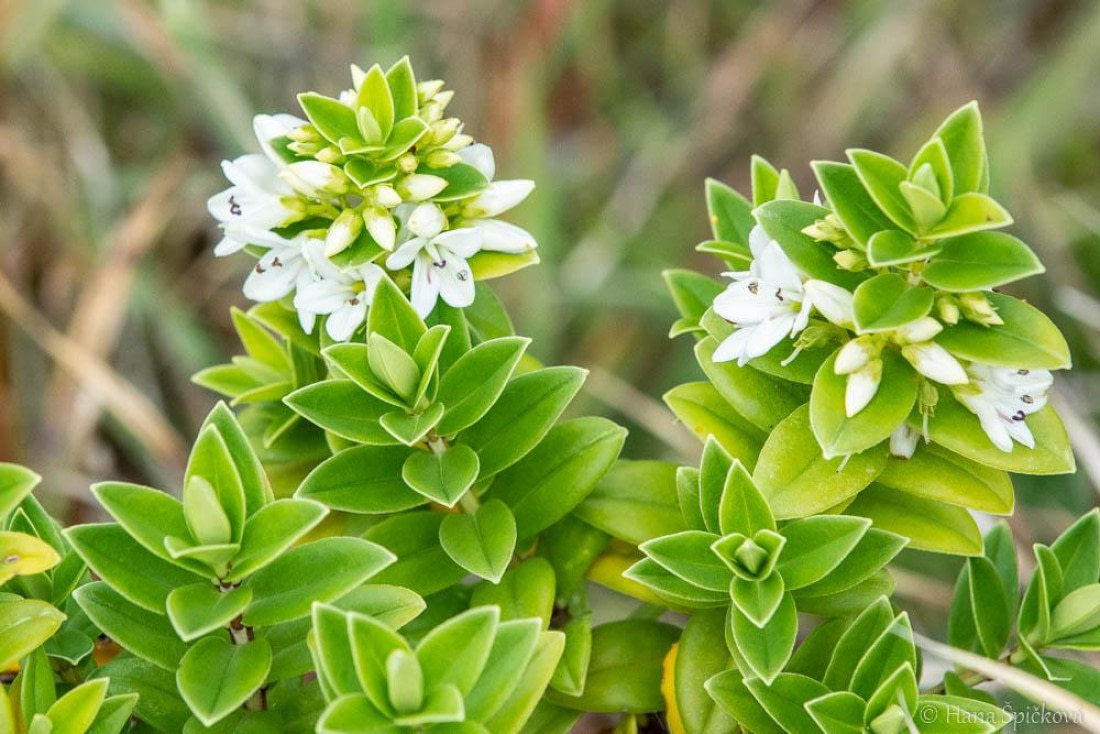 HDS25-26, Day 16, _DSC8842 © Hana Spickova - Oceanwide Expeditions.jpg