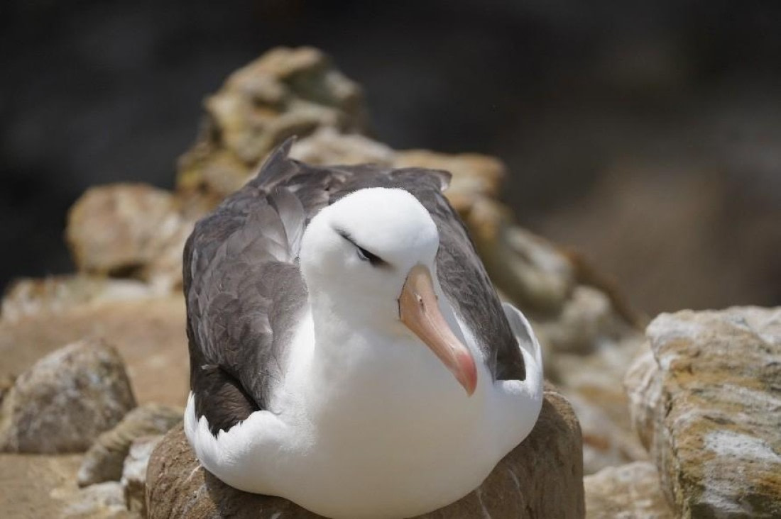 HDS25-26, Day 17, Black-browed albatross © Unknown photographer - Oceanwide Expeditions.jpg