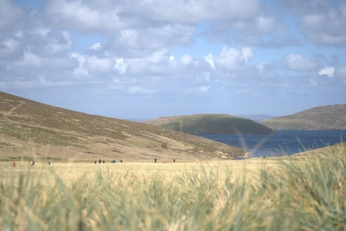 HDS25-26, Day 17, New Island © Unknown photographer - Oceanwide Expeditions.jpg