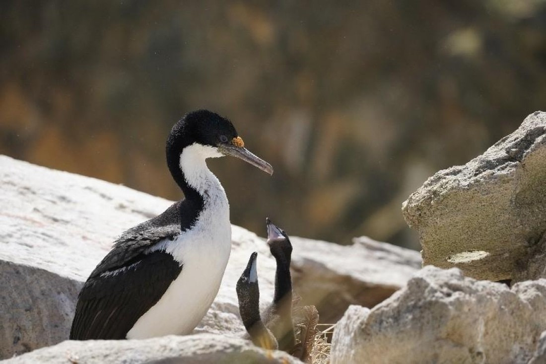 HDS25-26, Day 17, Shag © Unknown photographer - Oceanwide Expeditions.jpg
