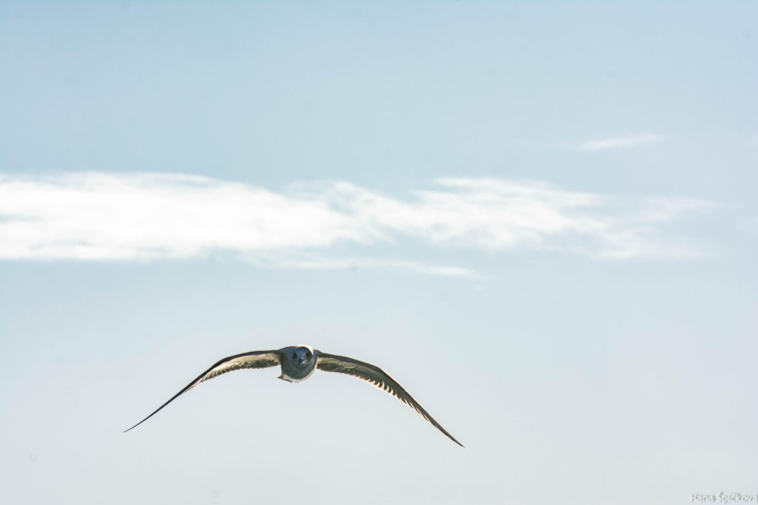 HDS25-26, Day 3, _DSC7021 © Hana Spickova - Oceanwide Expeditions.jpg