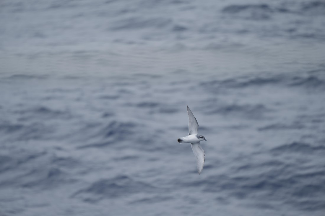 HDS25-26, Day 3, DSC06571 © Unknown photographer - Oceanwide Expeditions.JPG