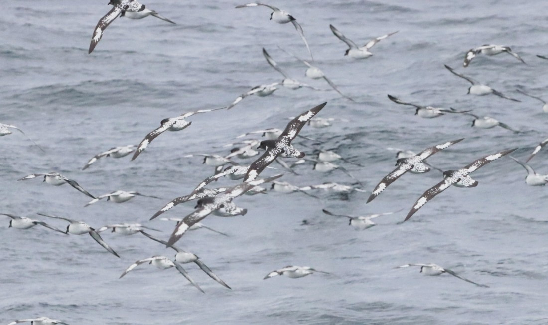 HDS25-26, Day 3, IMG_5430 © Unknown photographer - Oceanwide Expeditions.JPG