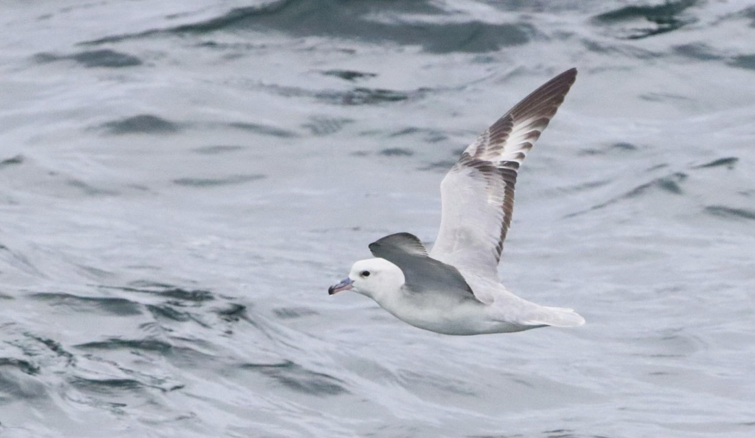HDS25-26, Day 3, IMG_5433 © Unknown photographer - Oceanwide Expeditions.JPG