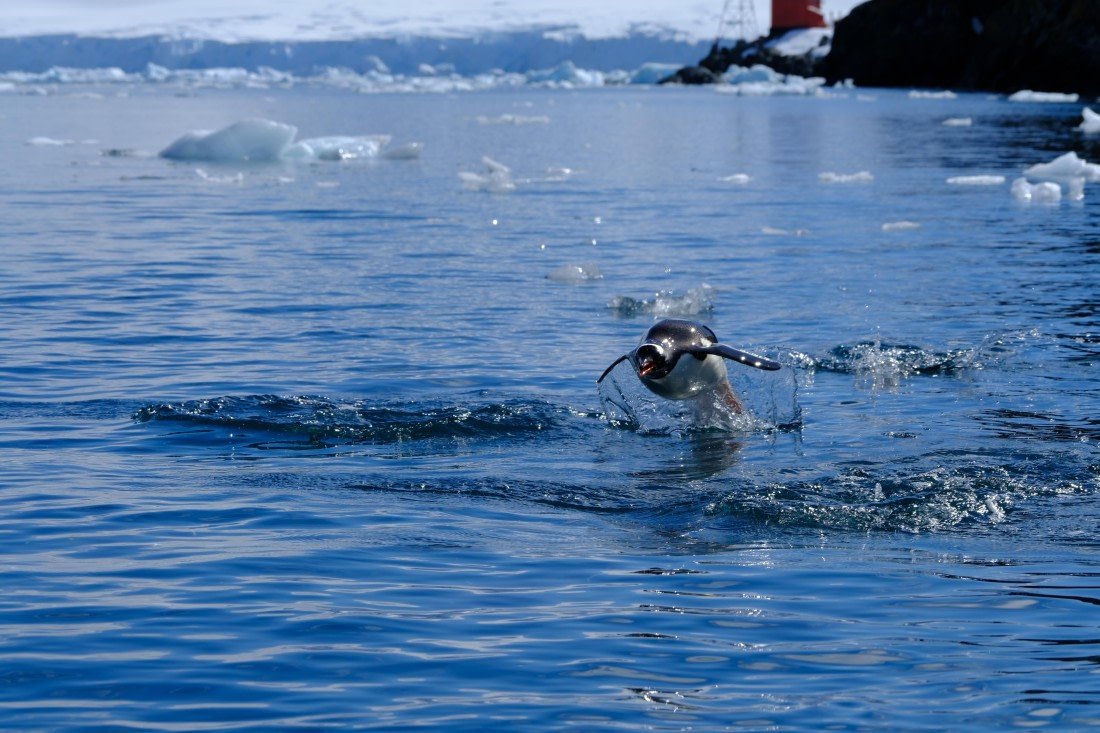 Flying shining penguin