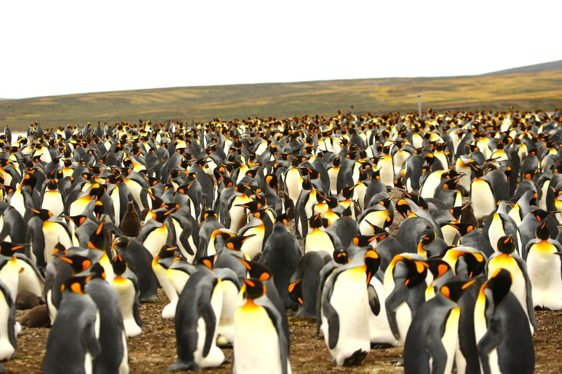 Hundreds of penguines