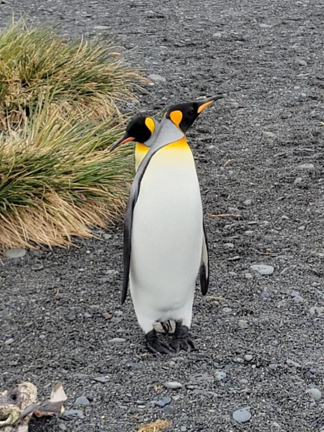 Two Heads shared One Body? or Illusion?