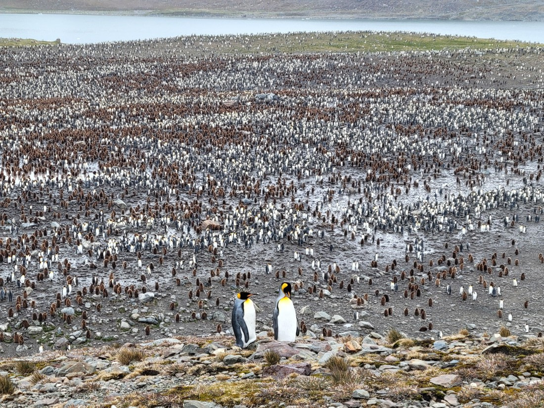 The Queen and King of the Penguin Colony at St. Andrew Bay