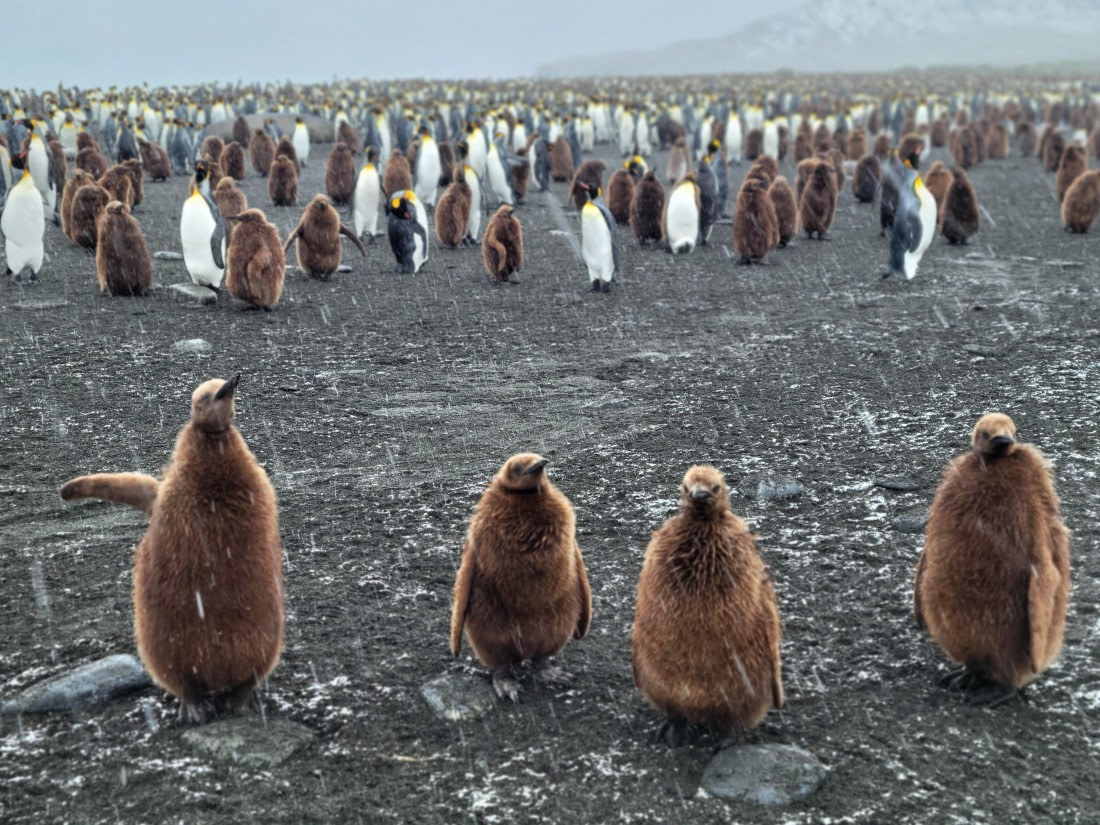 Say Hi to brothers & sisters at Gold Harbour