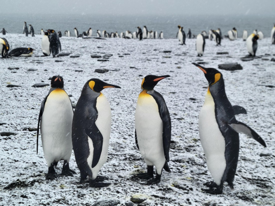 Say Hi to wife & husband at Gold Harbour