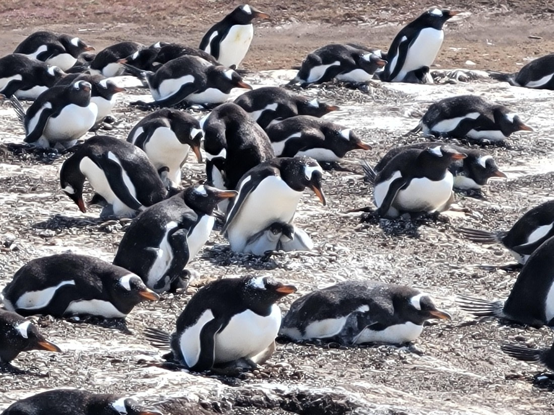 Protect chicks against Caracara at New Island