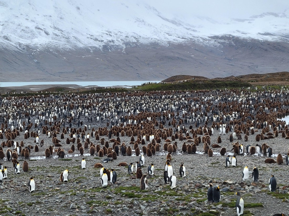 A King Penguin Colony at Fortune Bay
