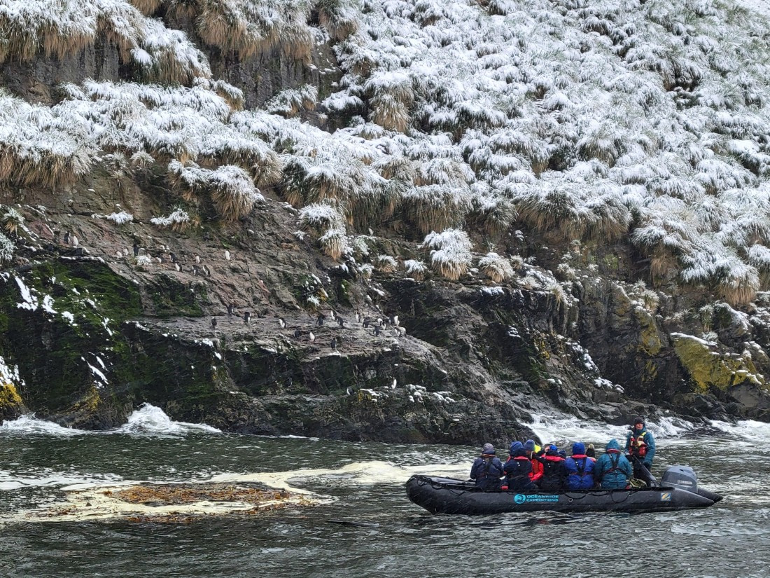 Seeing Macaroni penguins at Hercules Bay