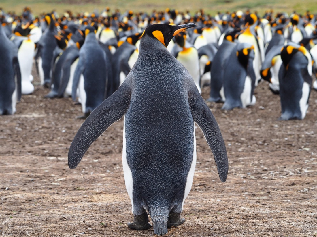 Penguine  colony in Volunteer Point