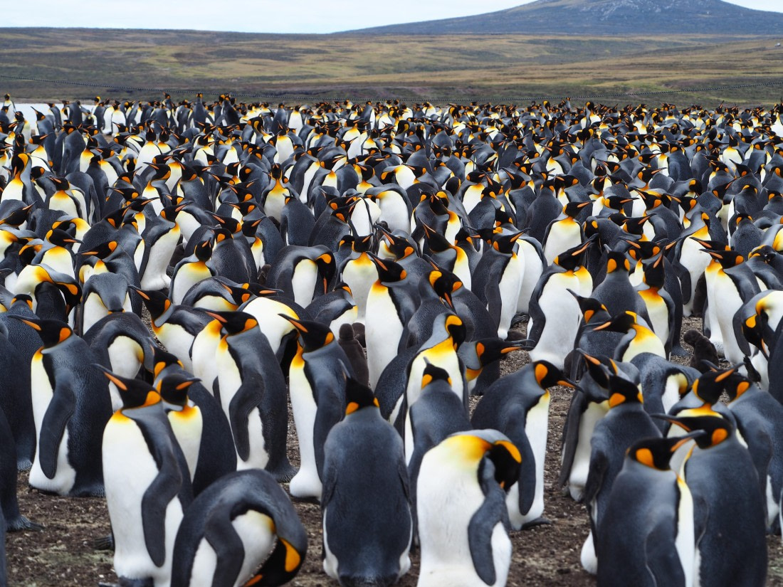 Penguines everywhere