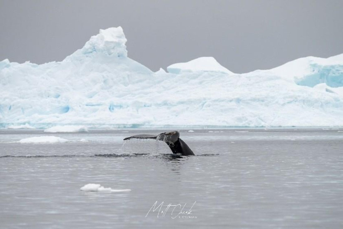 OTL26-26, Day 6, Picture11.jpg © Unknown photographer - Oceanwide Expeditions.jpg