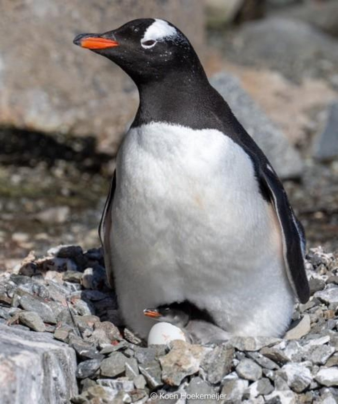 OTL26-26, Day 9, Picture20.jpg © Unknown photographer - Oceanwide Expeditions.jpg