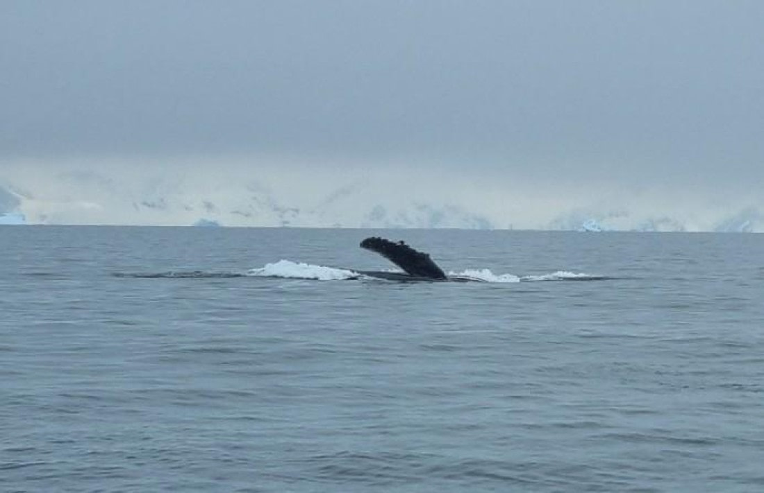 OTL26-26, Day 11, Picture52.jpg © Unknown Photographer - Oceanwide Expeditions.jpg