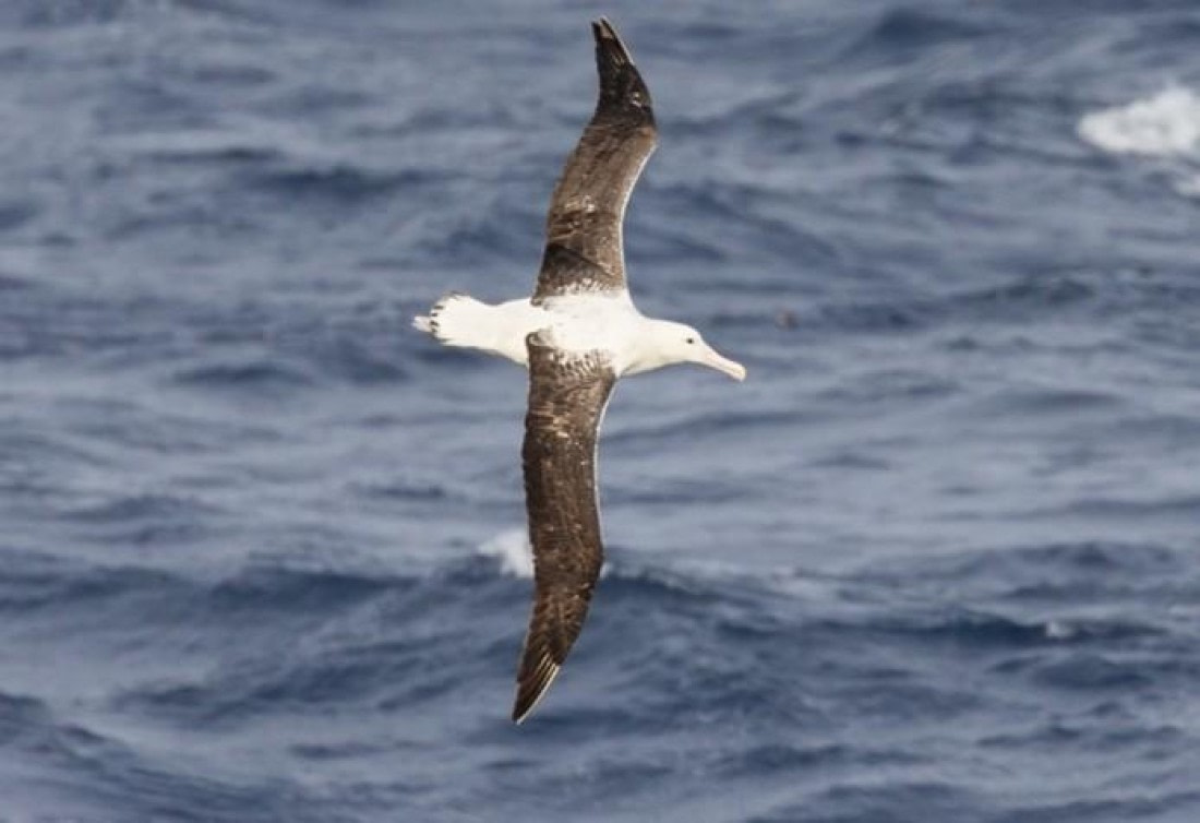 OTL26-26, Day 12, Picture13.jpg © Unknown Photographer - Oceanwide Expeditions.jpg