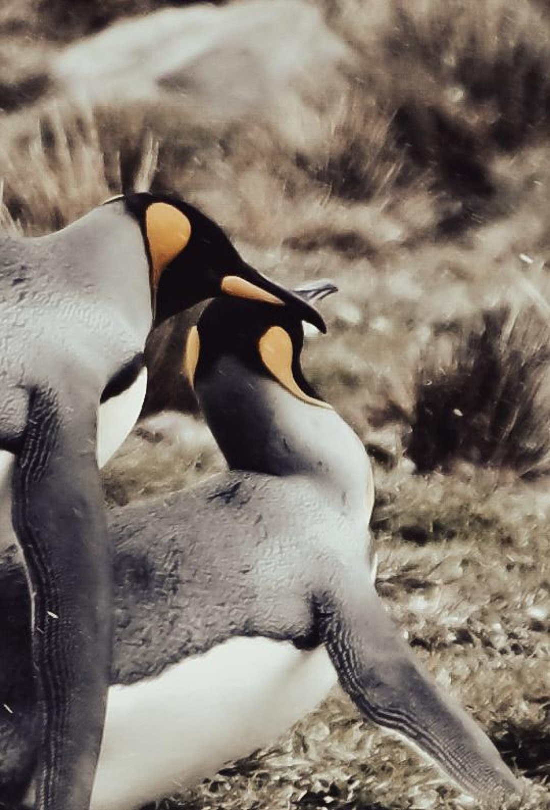 king penguin love