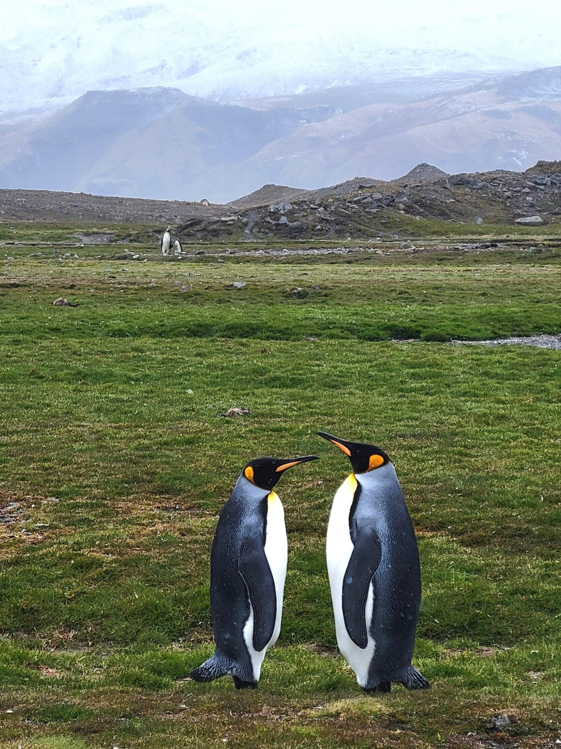 "Will you marry him?" "Yes, I can't wait!" @Fortuna Bay
