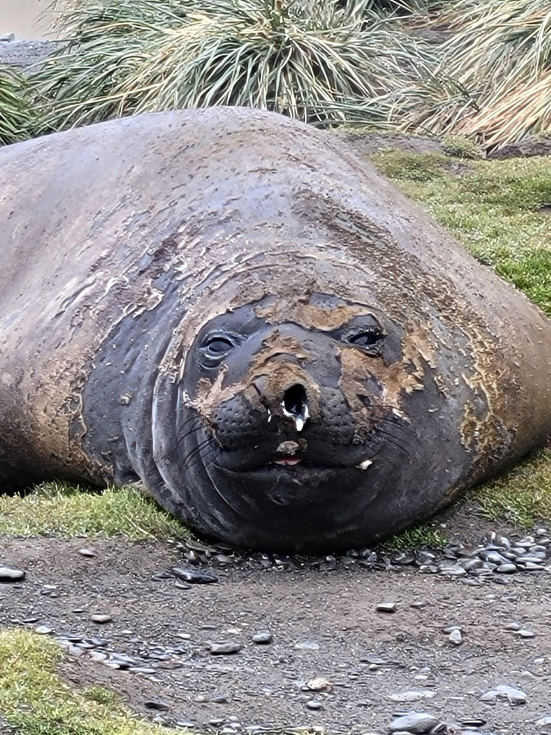 Too cold at Fortuna Bay, so I got a Runny nose.