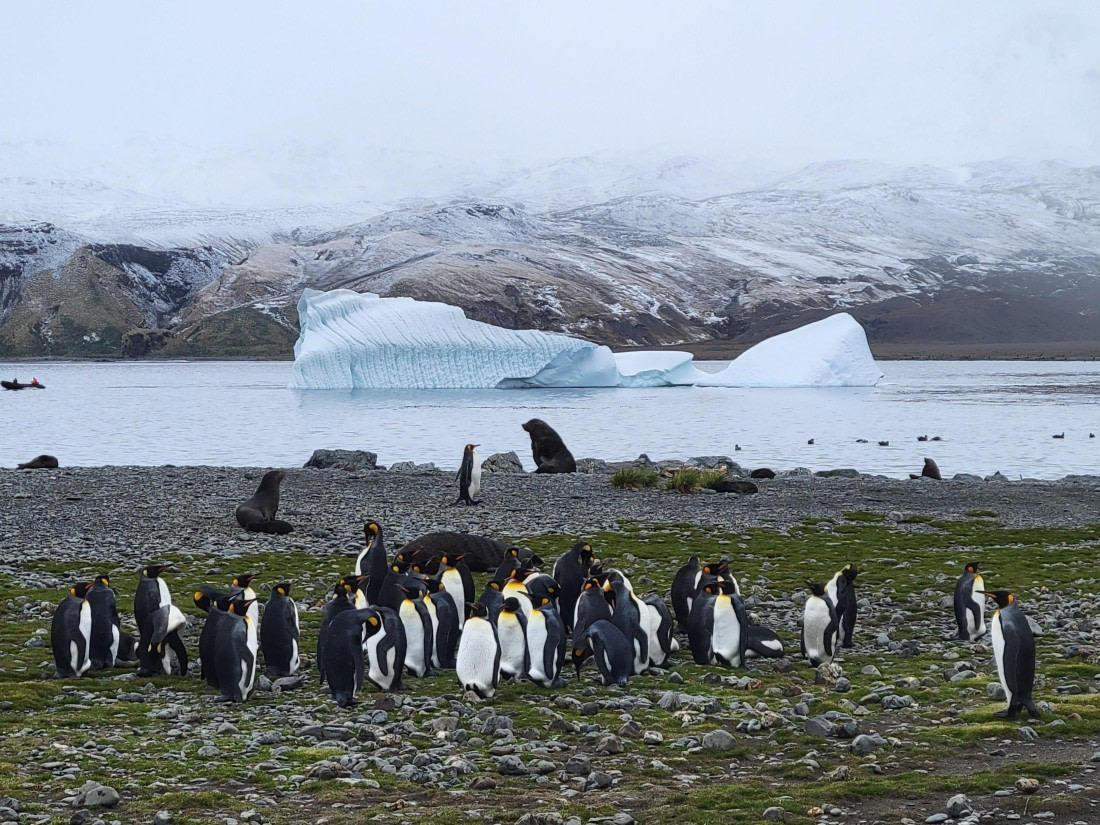Beautiful Mountain, Beautiful Ice and Beautiful Penguins @Fortuna Bay