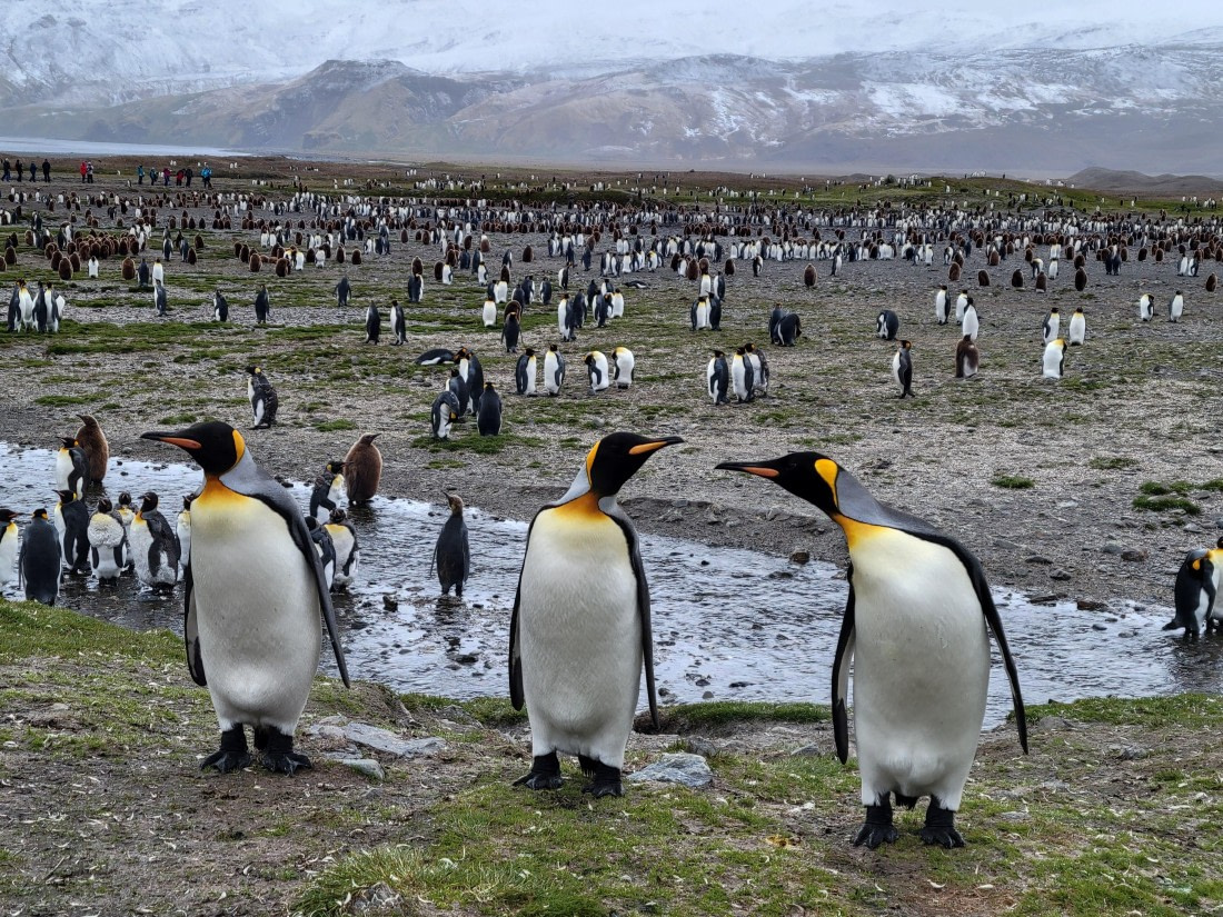 Three penguins make a market @Fortuna Bay
