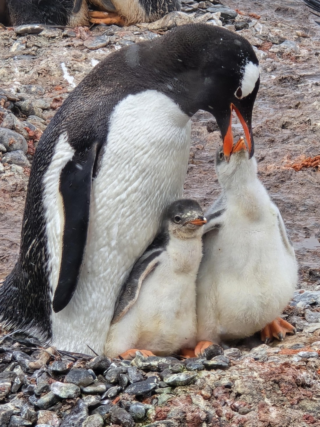 Penguin and chicks