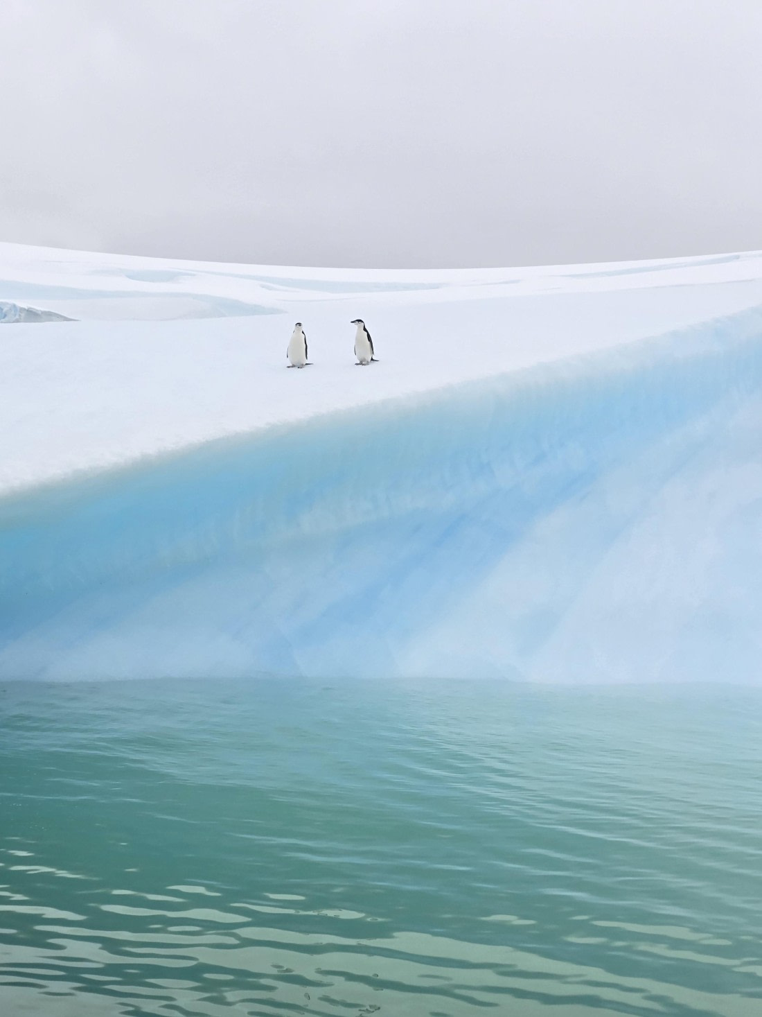 Penguin water landscape