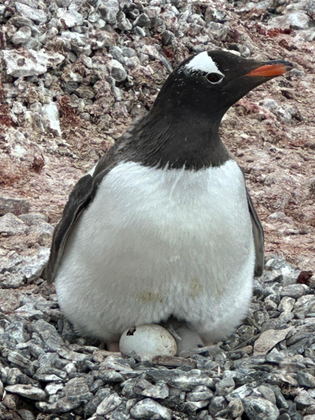 Penguin and hatching egg