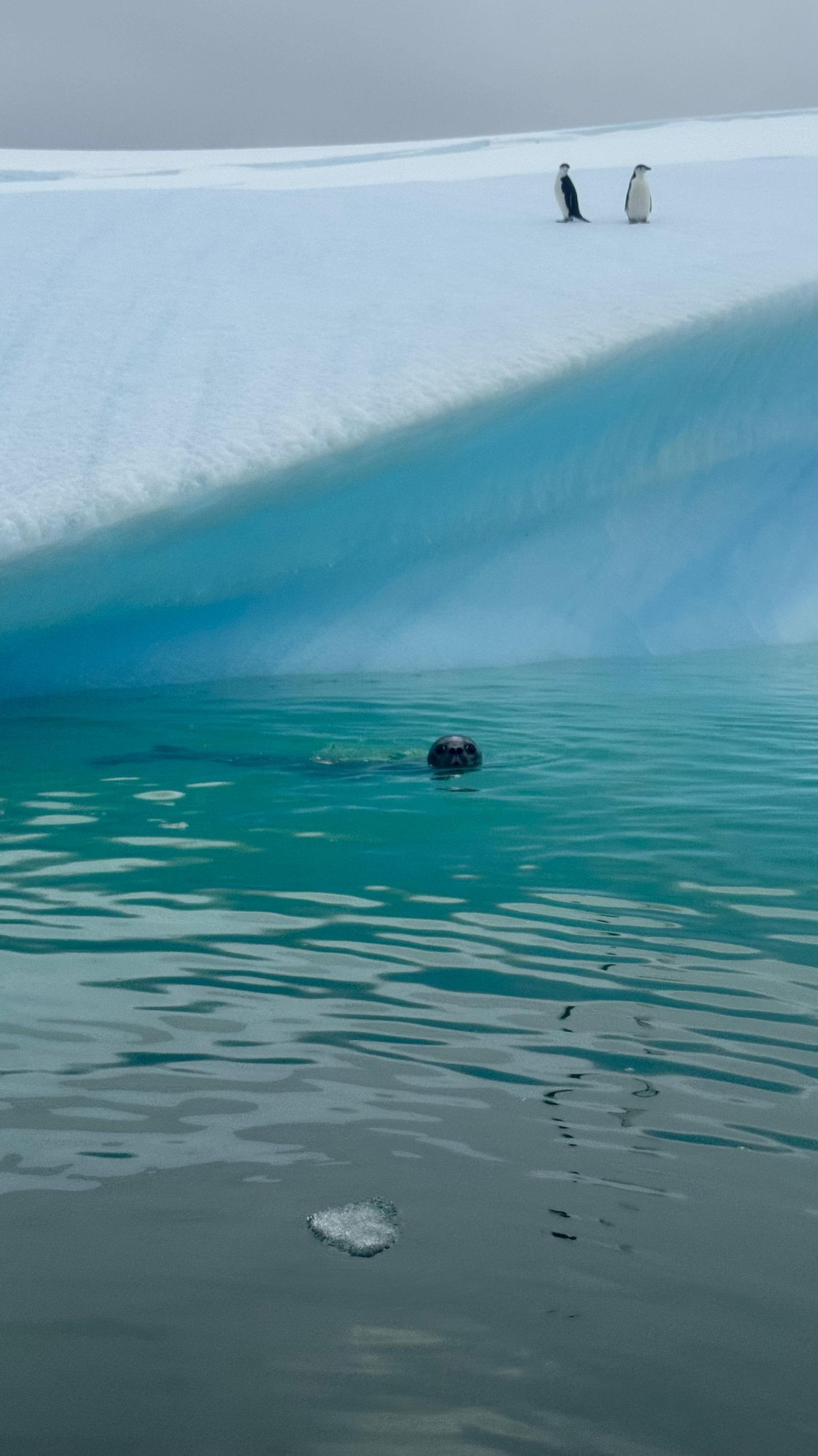 Penguin Seal Landscape