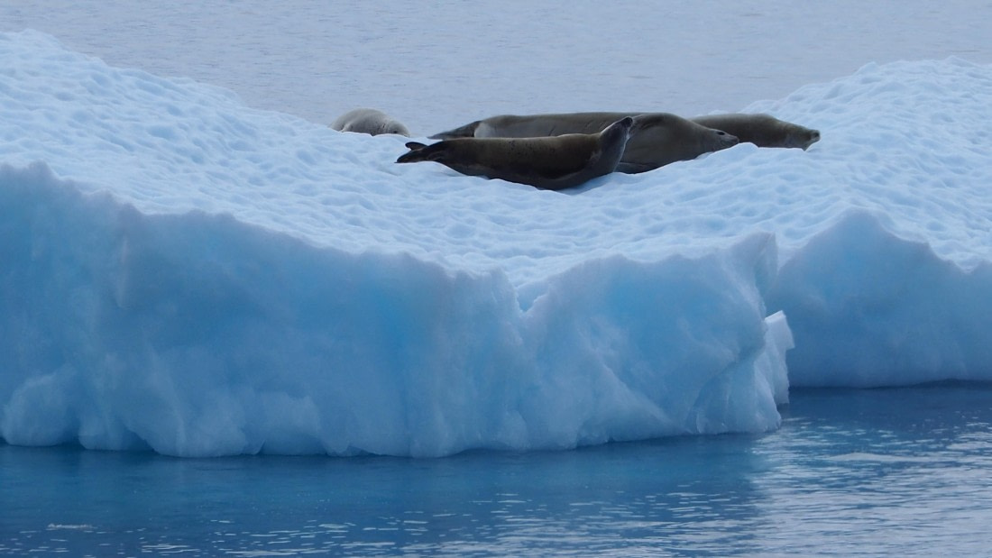 Antarctic wildlife