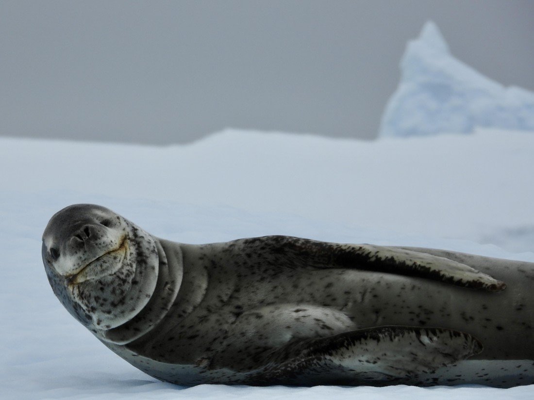 Leopard Seal Smiles