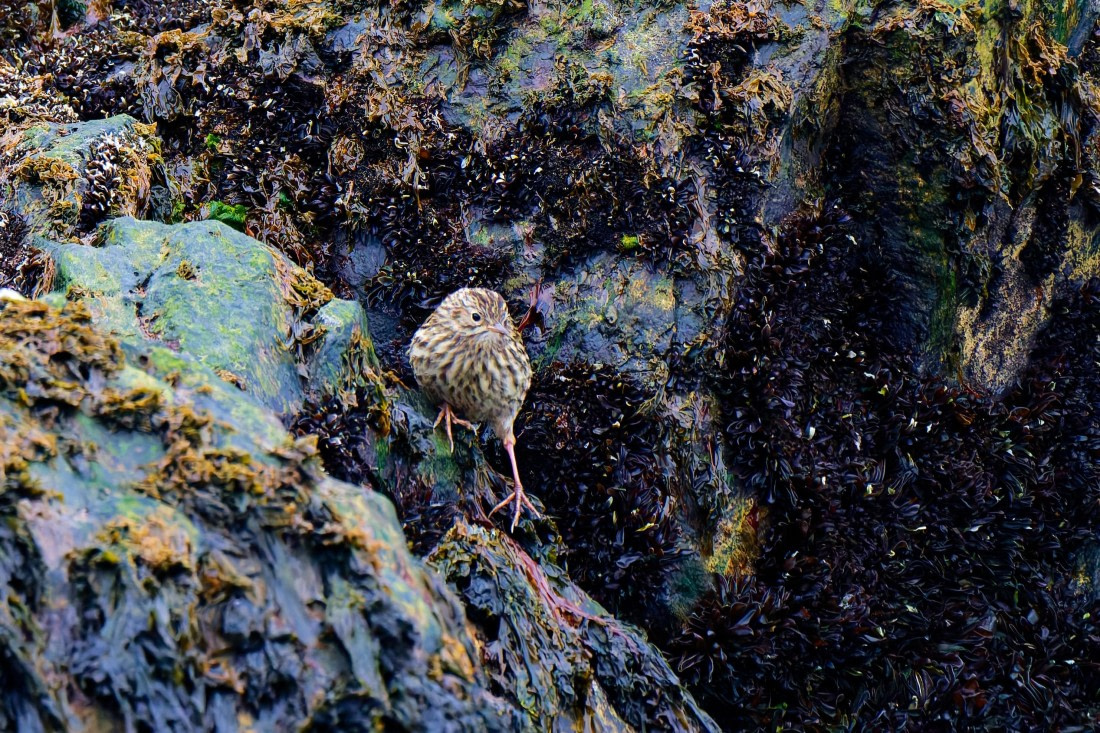 South Georgia Pipit