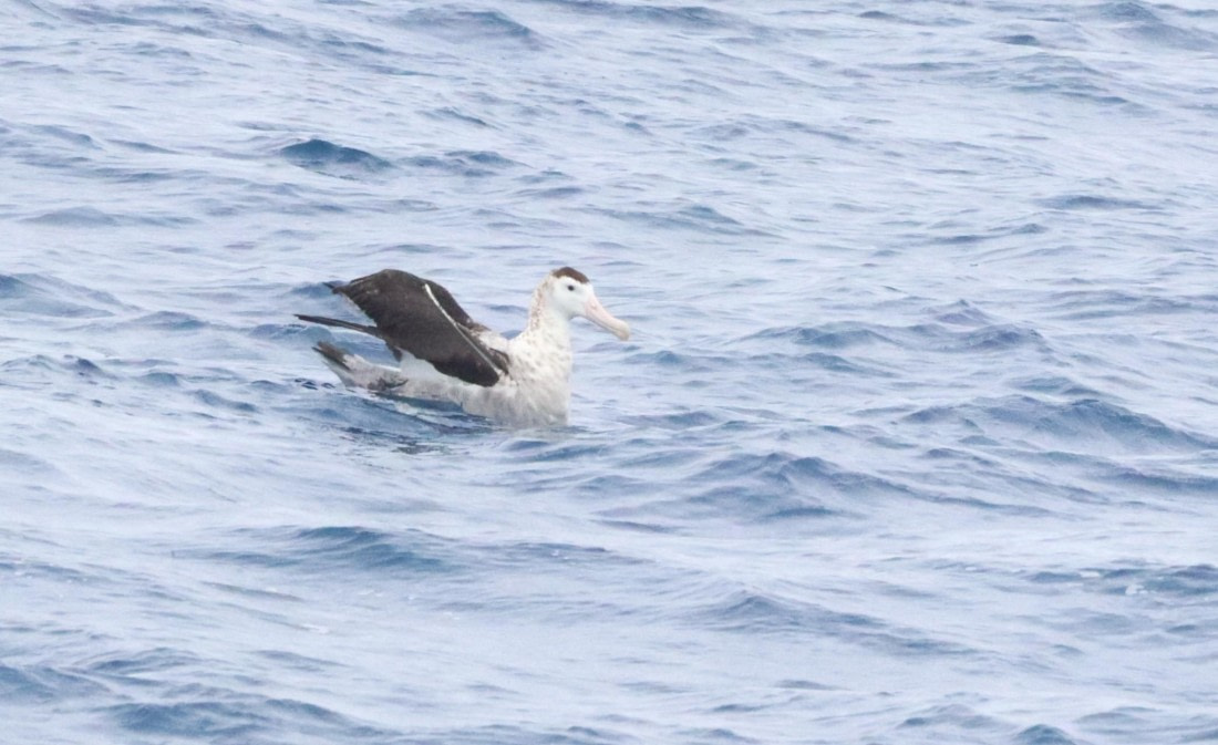 HDS26-26, Day 2, IMG_7329 © Unknown photographer - Oceanwide Expeditions.JPG