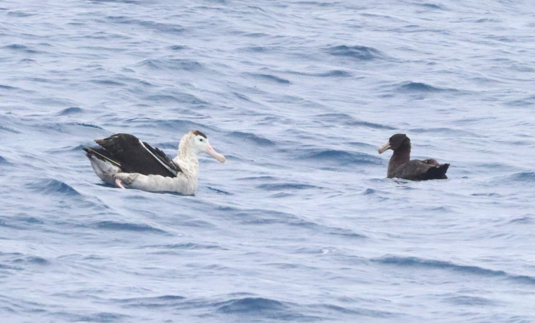 HDS26-26, Day 2, IMG_7334 © Unknown photographer - Oceanwide Expeditions.JPG