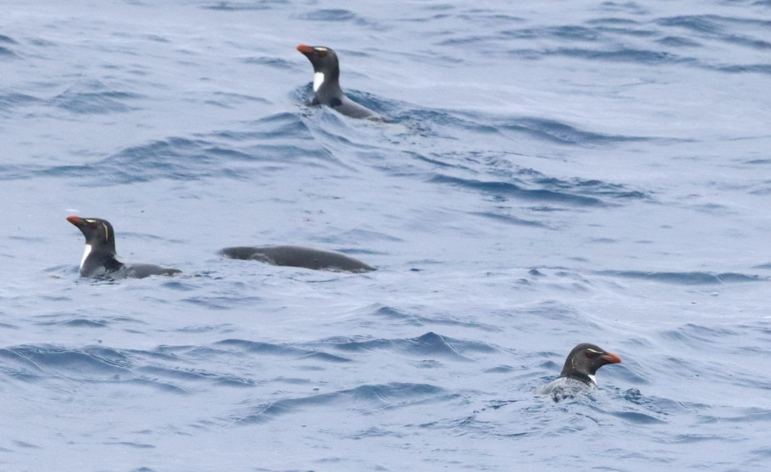 HDS26-26, Day 2, IMG_7355 © Unknown photographer - Oceanwide Expeditions.JPG