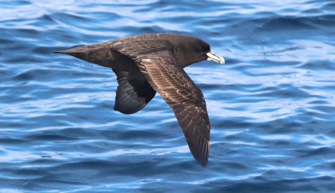 HDS26-26, Day 3, IMG_7389 © Unknown photographer - Oceanwide Expeditions.JPG