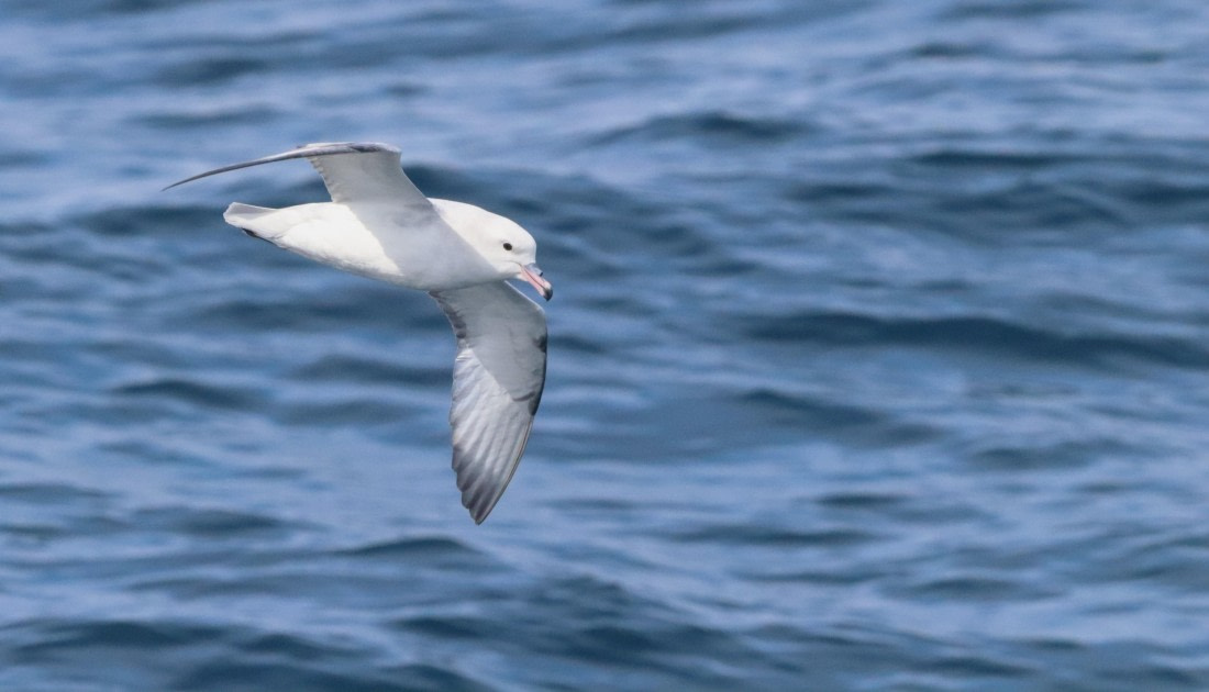 HDS26-26, Day 3, IMG_7401 © Unknown photographer - Oceanwide Expeditions.JPG