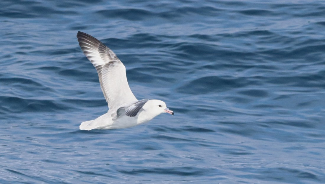 HDS26-26, Day 3, IMG_7410 © Unknown photographer - Oceanwide Expeditions.JPG