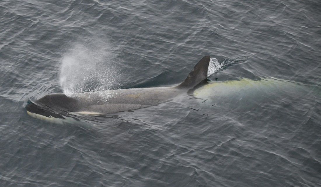 HDS26-26, Day 3, Orca female © Unknown photographer - Oceanwide Expeditions.JPG