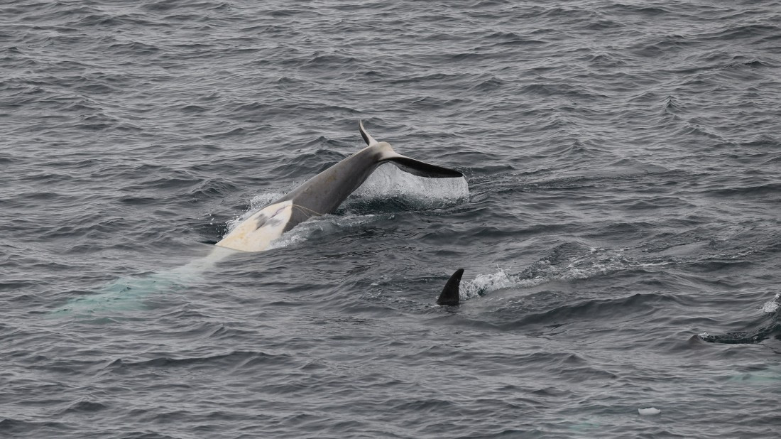 HDS26-26, Day 3, Orca tailslapping © Unknown photographer - Oceanwide Expeditions.JPG