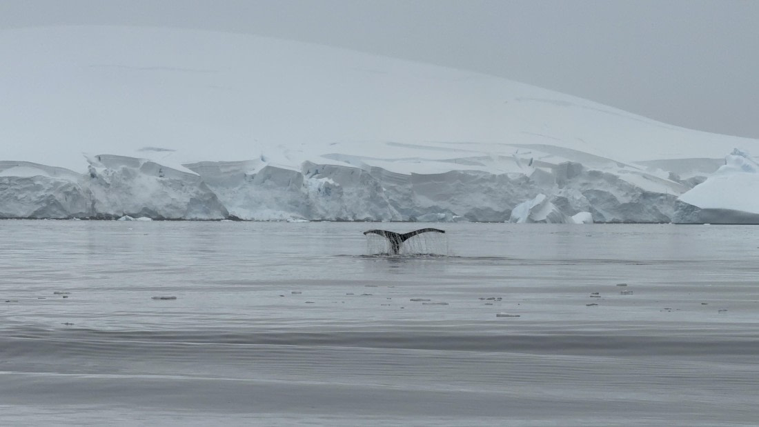 HDS26-26, Day 4, IMG_3454 © Jade Heister - Oceanwide Expeditions.jpg