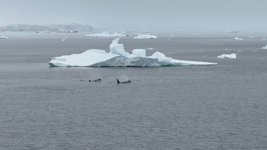 HDS26-26, Day 4, IMG_3527 © Jade Heister - Oceanwide Expeditions.jpg
