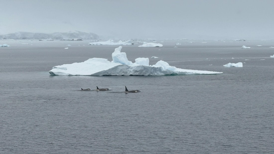 HDS26-26, Day 4, IMG_3529 © Jade Heister - Oceanwide Expeditions.jpg
